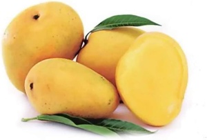 Totapuri Mango